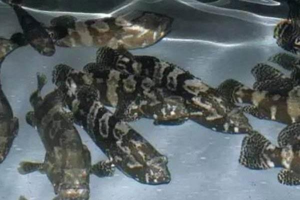 用什么鱼饵钓淡水石斑鱼？淡水石斑鱼养殖技术及环境