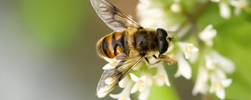 11月收的蜜蜂能过冬吗？秋末收到的野蜂怎么养才能过冬