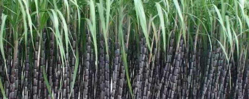 甘蔗种植前景如何？附加种植成本及利润分析
