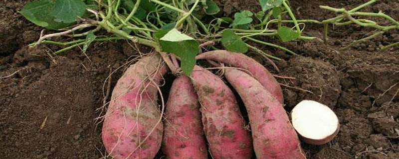 红薯品种产量高