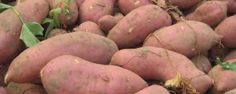 盘点全国10个最佳红薯品种