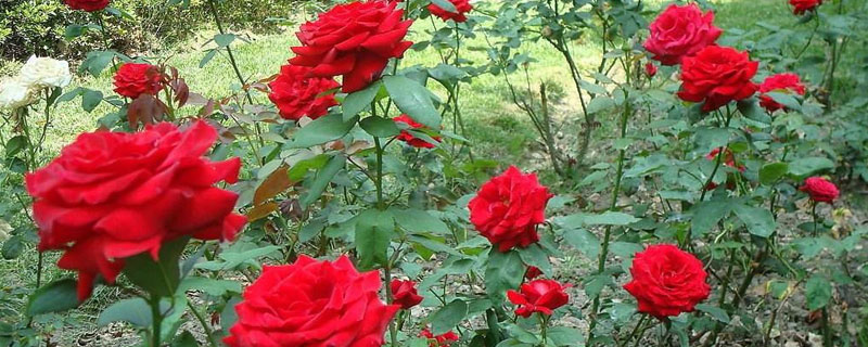 为什么很多人都想种阳光玫瑰？种植前景好吗