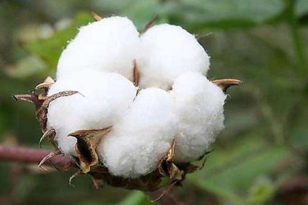 新疆棉花产地在哪里？新疆棉花的优点是什么