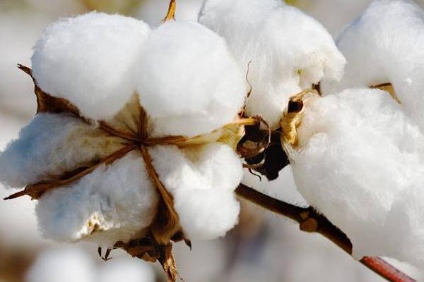 新疆棉花品种大全