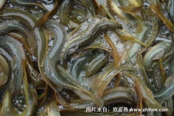 家养泥鳅需要喂什么?怎么喂