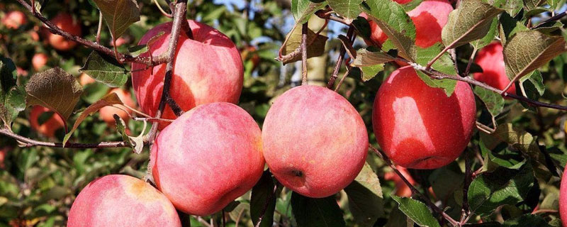 介绍早熟苹果苗新品种