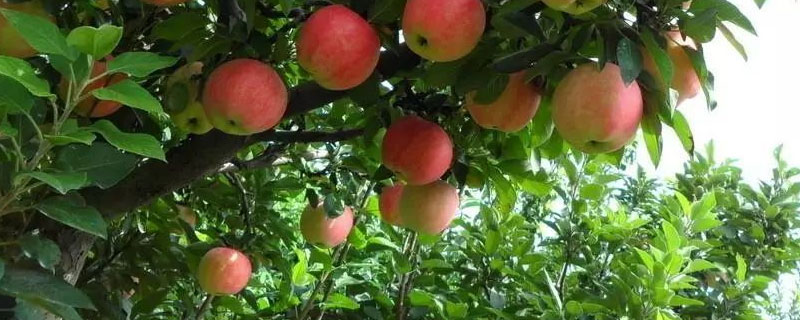 一般种植几年苹果？一亩苹果树的利润和成本分析