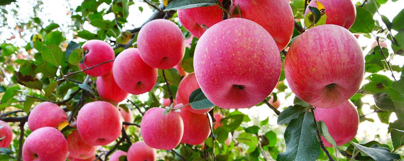 洛川县一斤苹果多少钱？宜川苹果和洛川苹果有什么区别