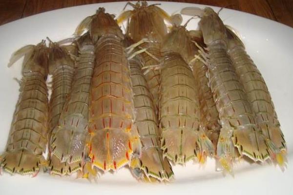 皮皮虾养殖前景及市场情况分析