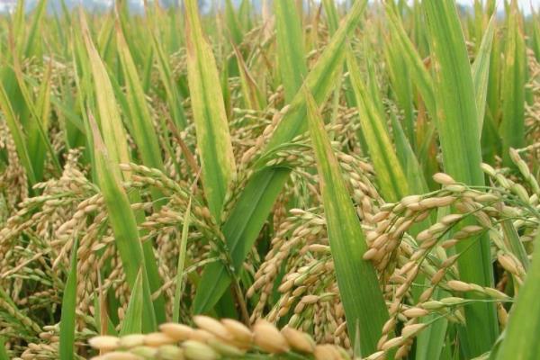 江西有哪些优质水稻品种