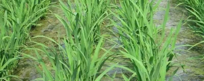 介绍水稻矮杆高产品种