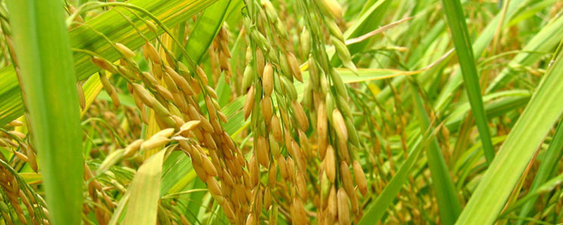 哪些水稻品种适合种植在陕西