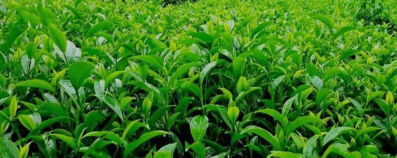 怎样种蒜苗才能高产