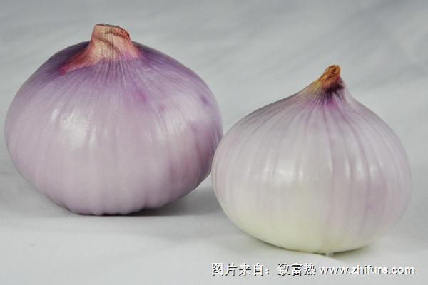 洋葱苗可以吃吗?切割后不会再长