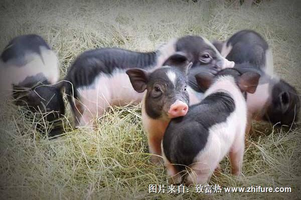 巴马香猪养殖前景如何？养殖香猪有什么好处