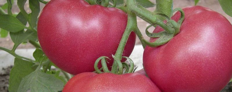 怎样吃西红柿？一天最多吃几个？有什么作用和作用