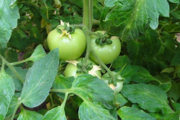 番茄有什么作用？经常吃西红柿好吗