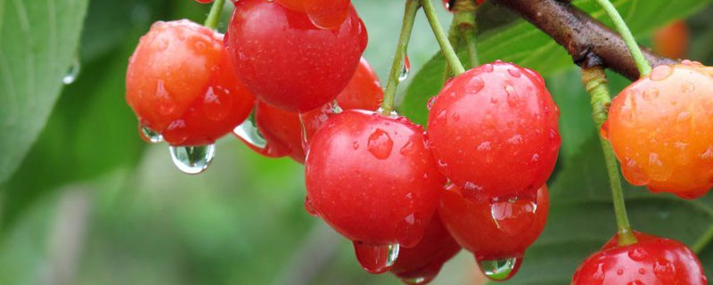 什么是樱桃晚熟品种