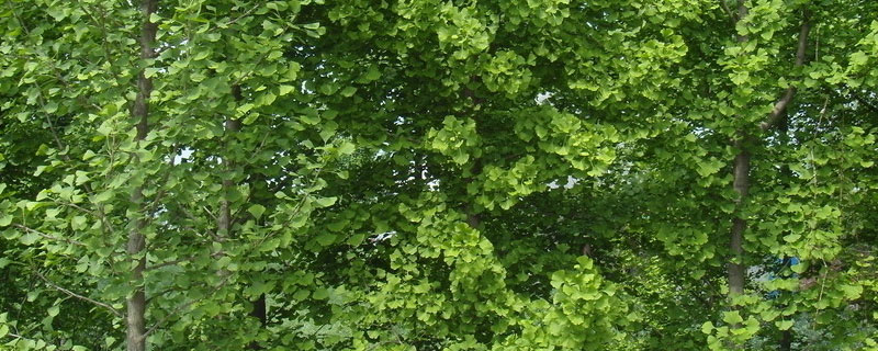 种植银杏树的前景、种植成本和利润