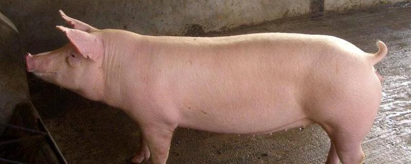 猪长1米1胸围130猪有多少斤？200斤猪能杀多少肉